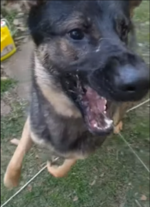 German shepherd dog play with water gun