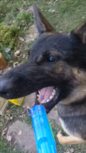 training dog with water gun