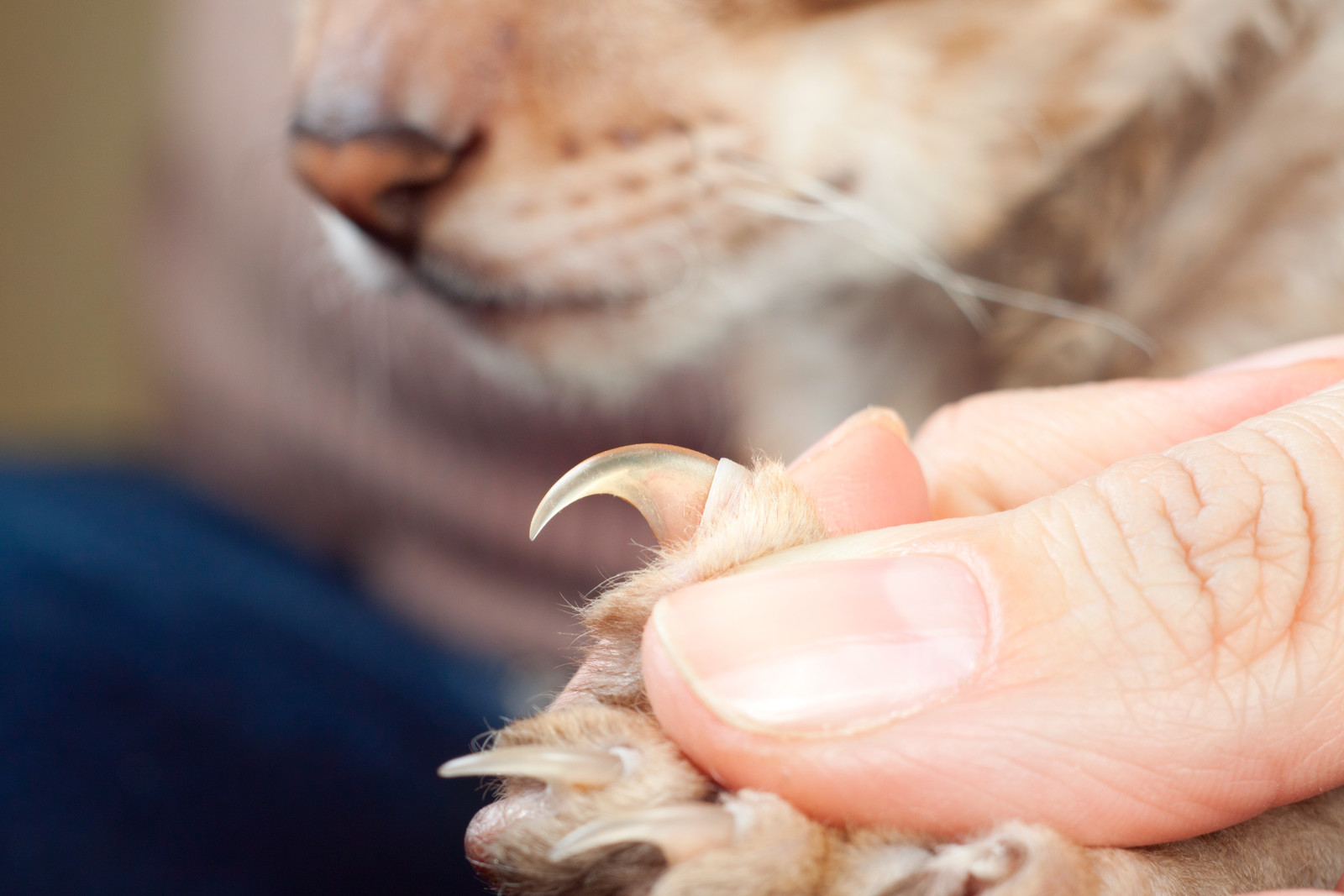 Quick of cat shops nail