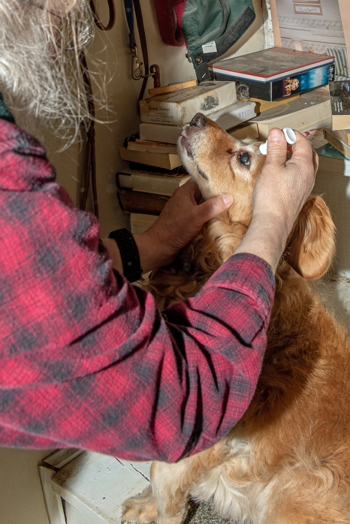 A man administering eye drops to a dog.