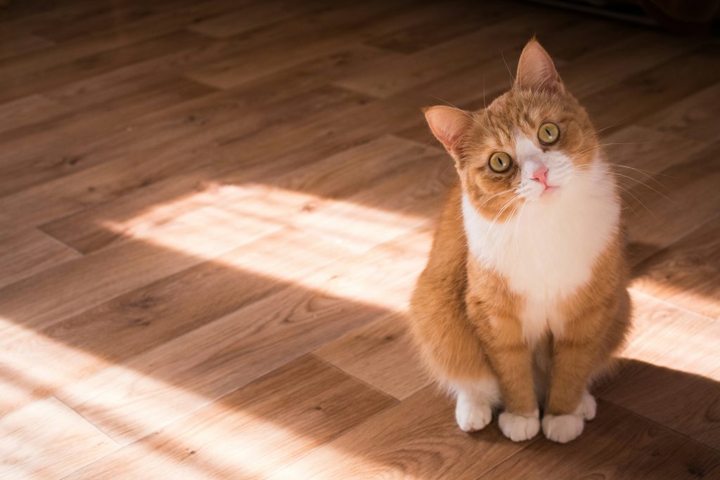 Orange and white tabby cat sitting inside between two sun beams