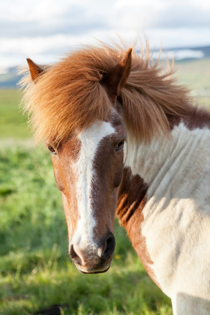 Photo of a brown and white horse outside