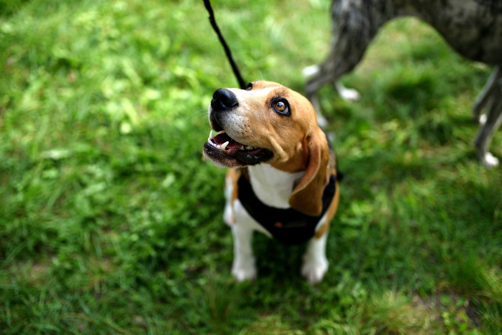 Beagle wearing a harness and leash