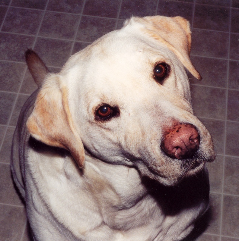 Photo of a yellow lab