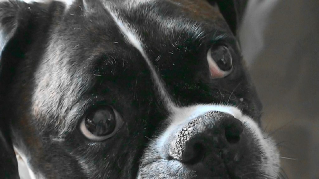 Face of a boxer dog