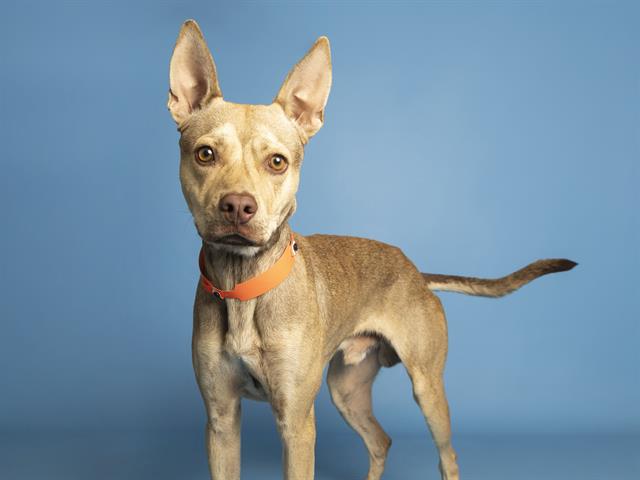 Photo of a dog available for adoption at Arizona Humane Society.