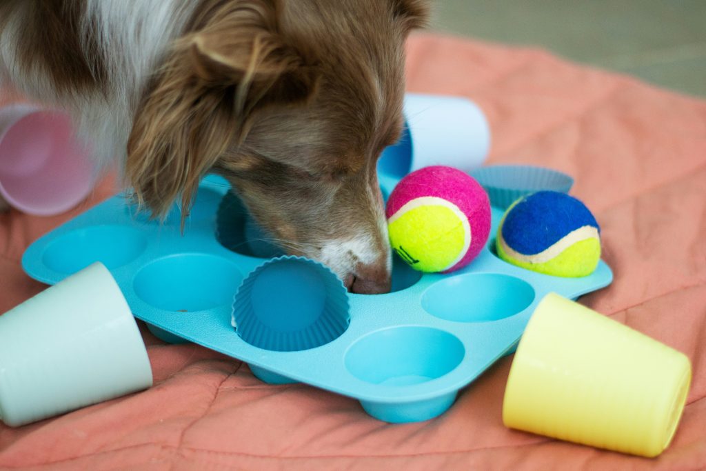 Dog sniffing muffin tin filled with treats and toys