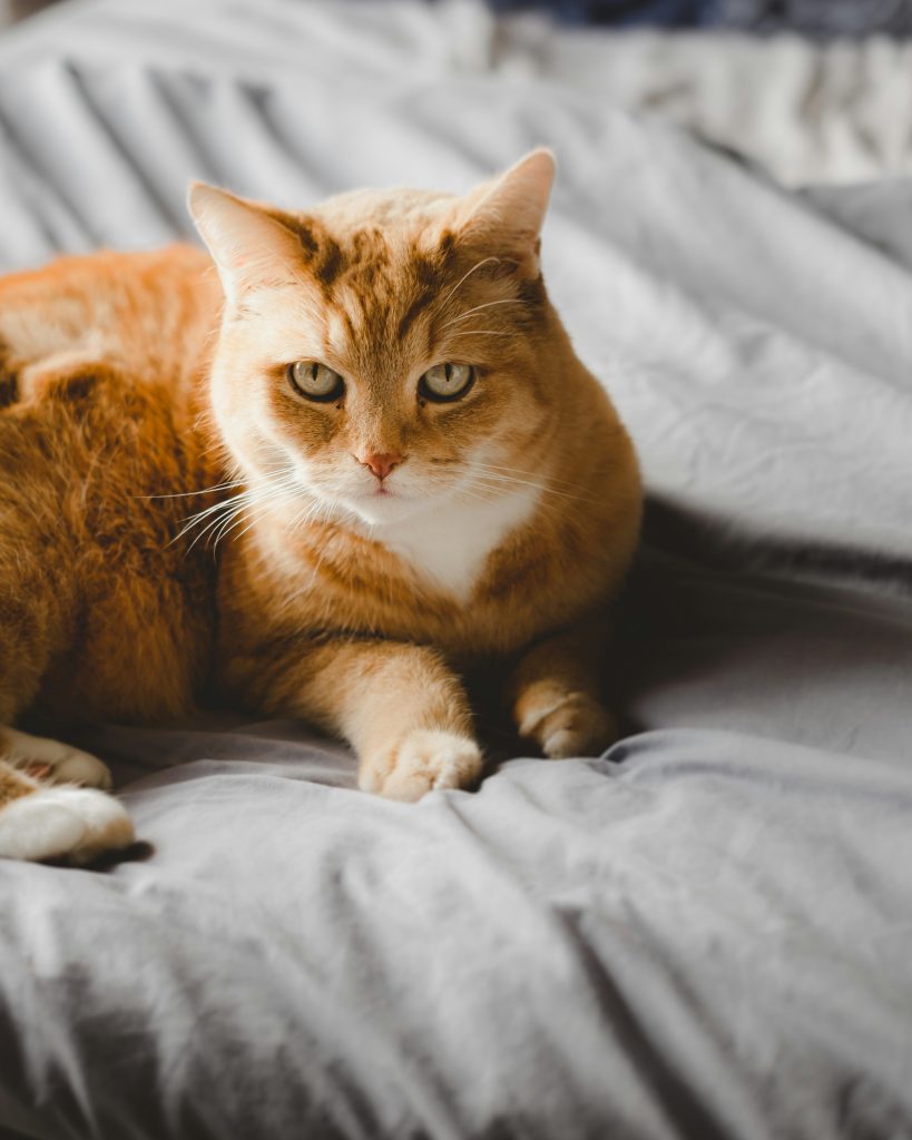 Orange and white cat on a bed