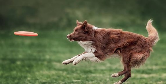 A dog jumping in the air to catch a frisbee