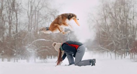 A dog carrying a frisbee, jumping over a person, in the snow