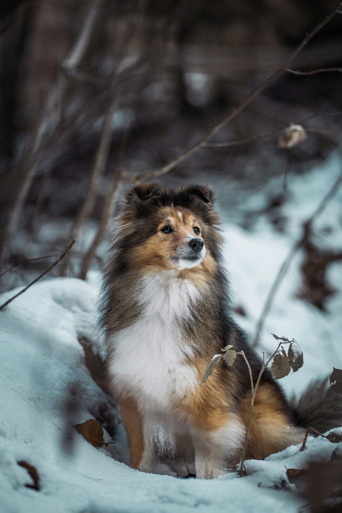 A sheltie sitting in the snow