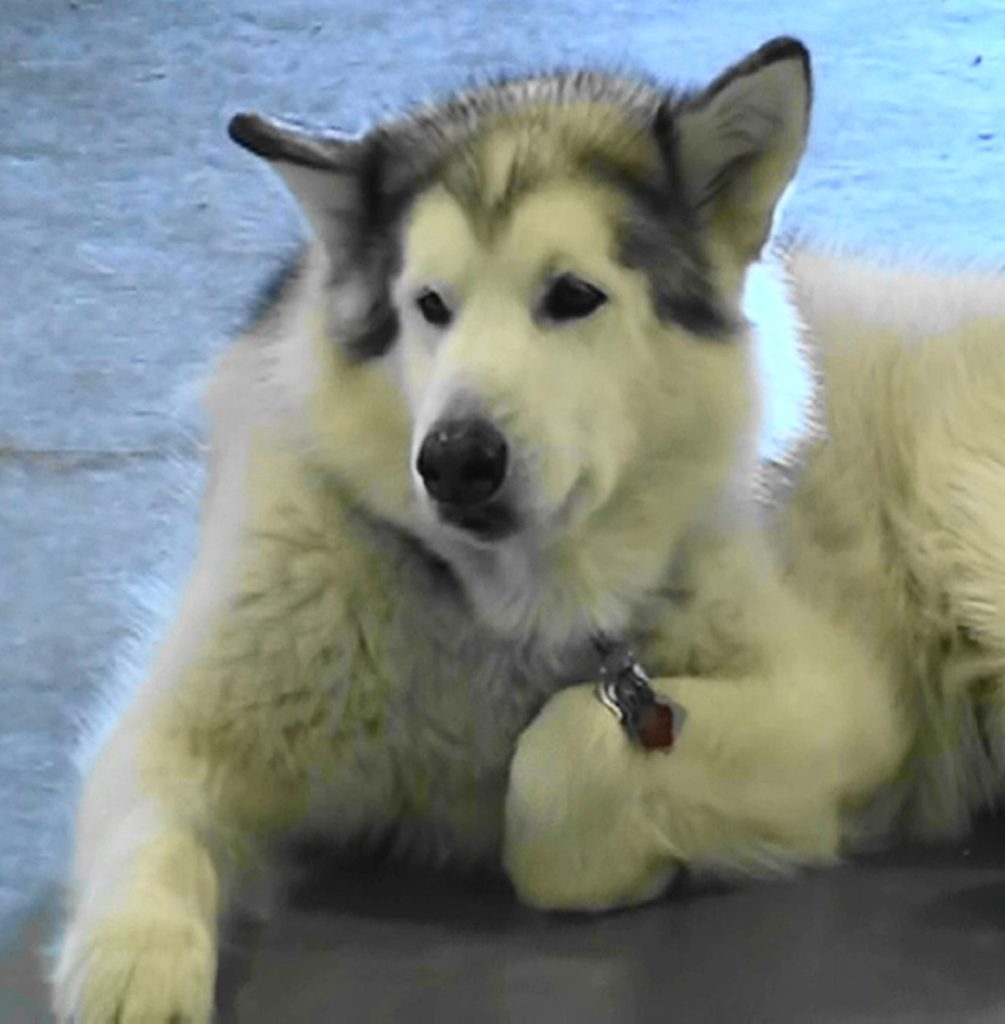 Large, fluffy white and grey dog