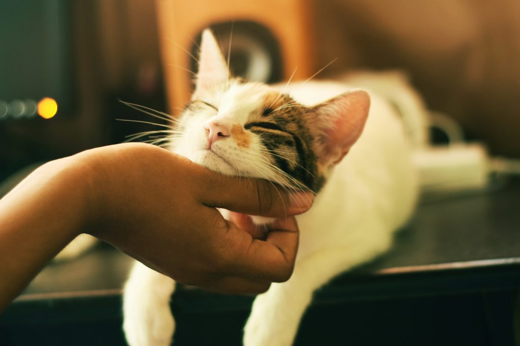 person scratching happy cat's chin