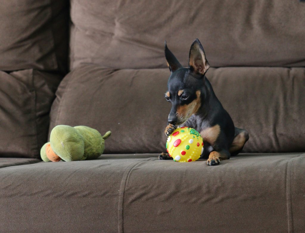 small dog on a couch playing with a toy